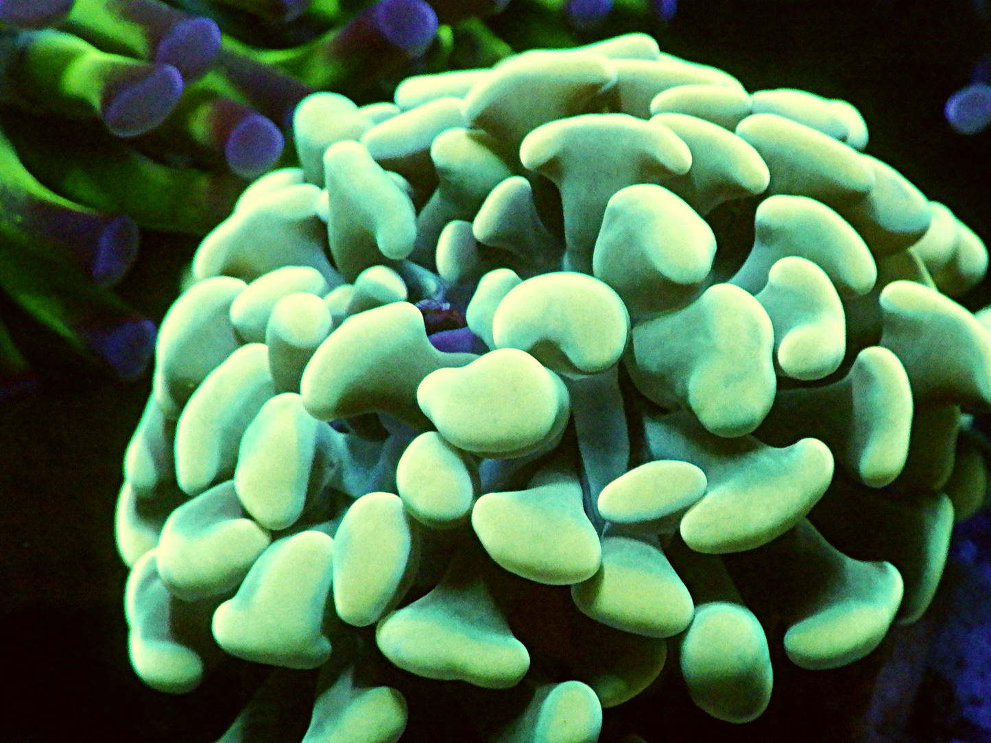 Euphyllia Paraancora - Gold