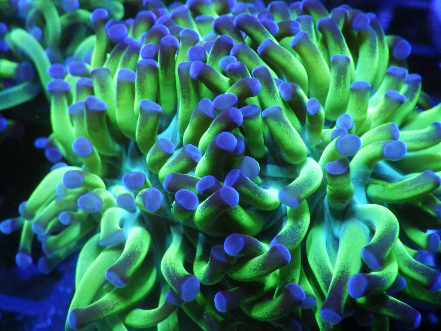 Euphyllia Paraancora - Two Tone