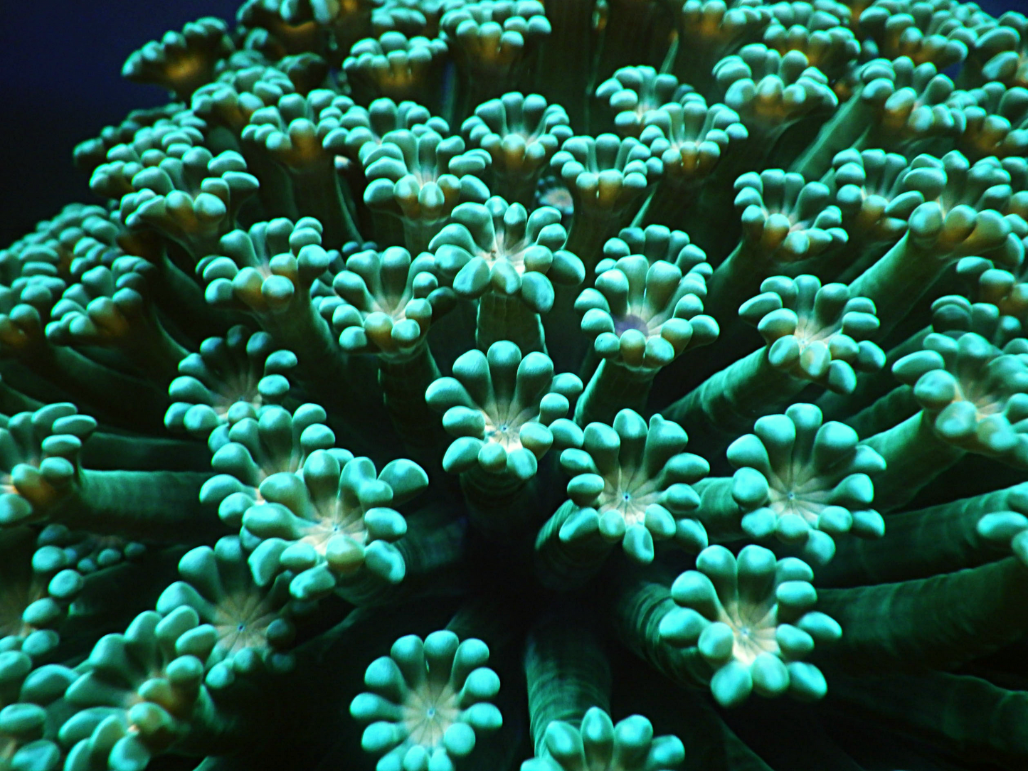 Alveopora sp - Yellow Mouth