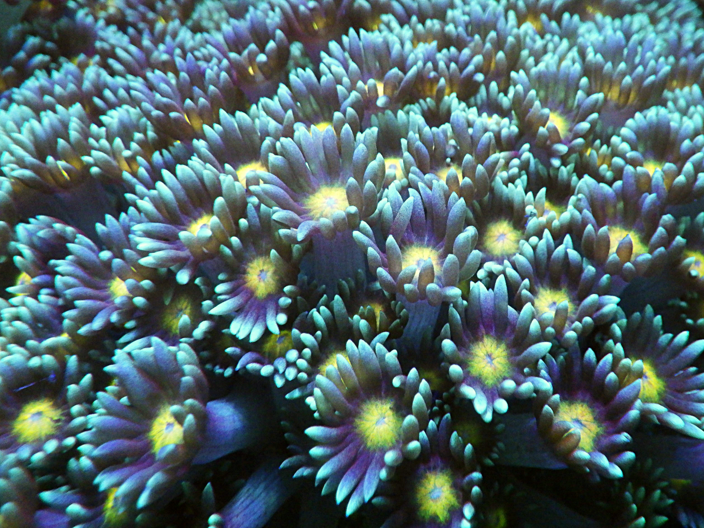 Goniopora sp - Yellow Mouth