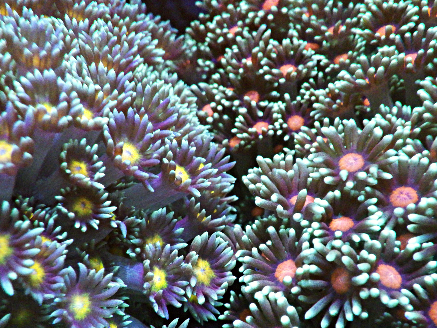 Goniopora sp - Duo Pack