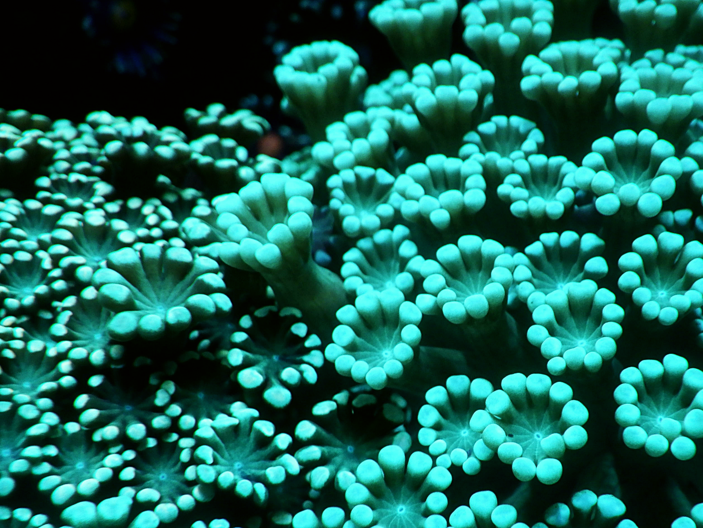 Alveopora sp - Green