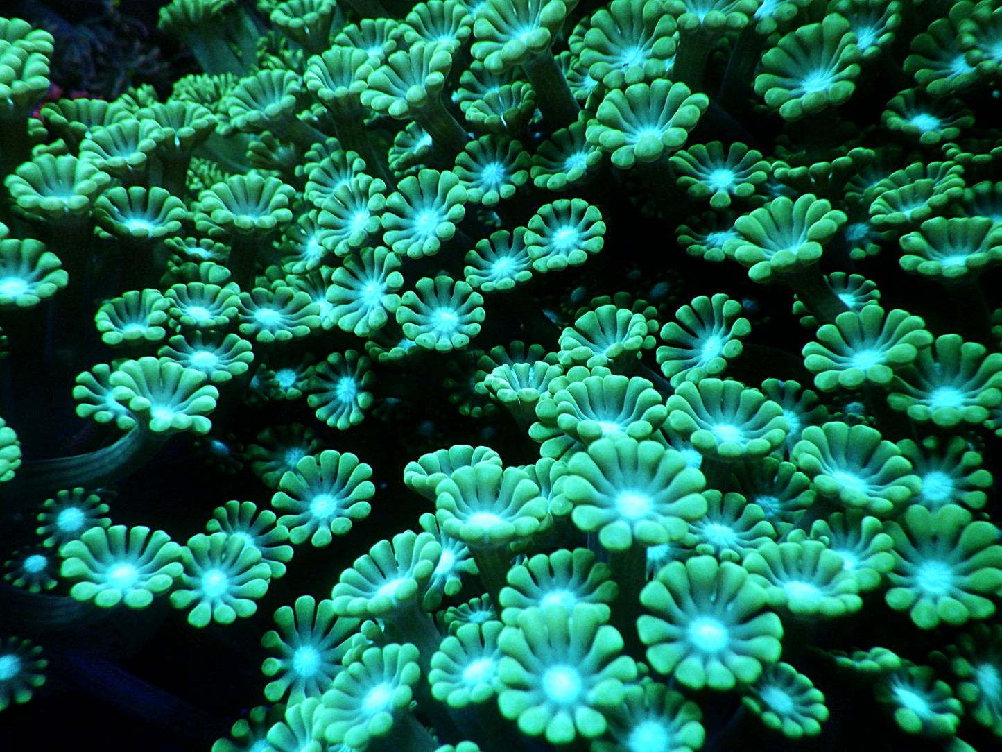 Alveopora sp - White Center