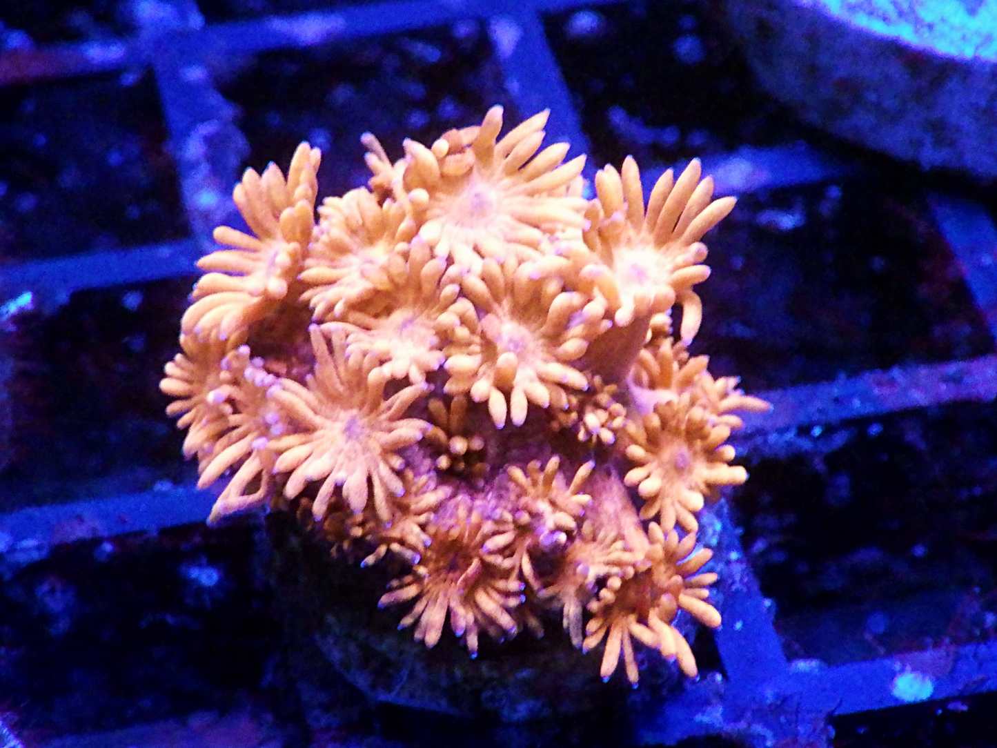 Goniopora sp - Pink
