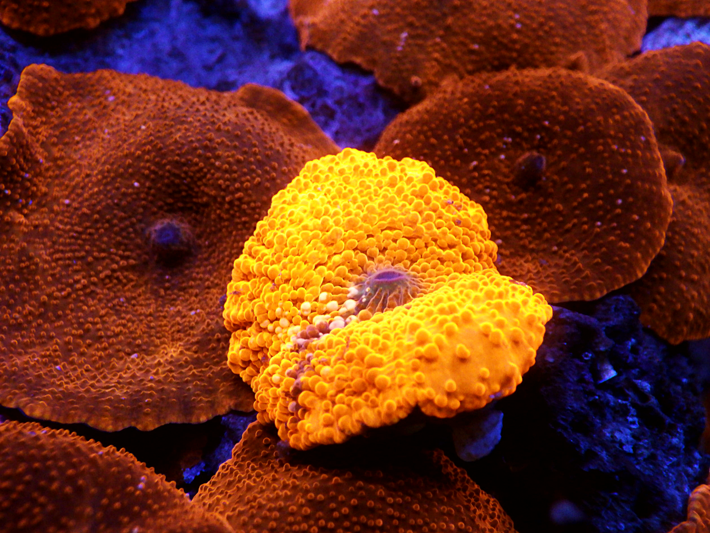 Discosoma sp - Red Ultra