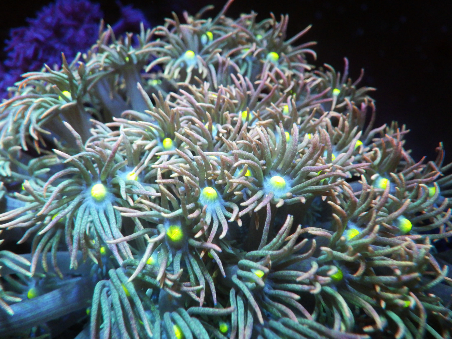 Goniopora sp - Ultra