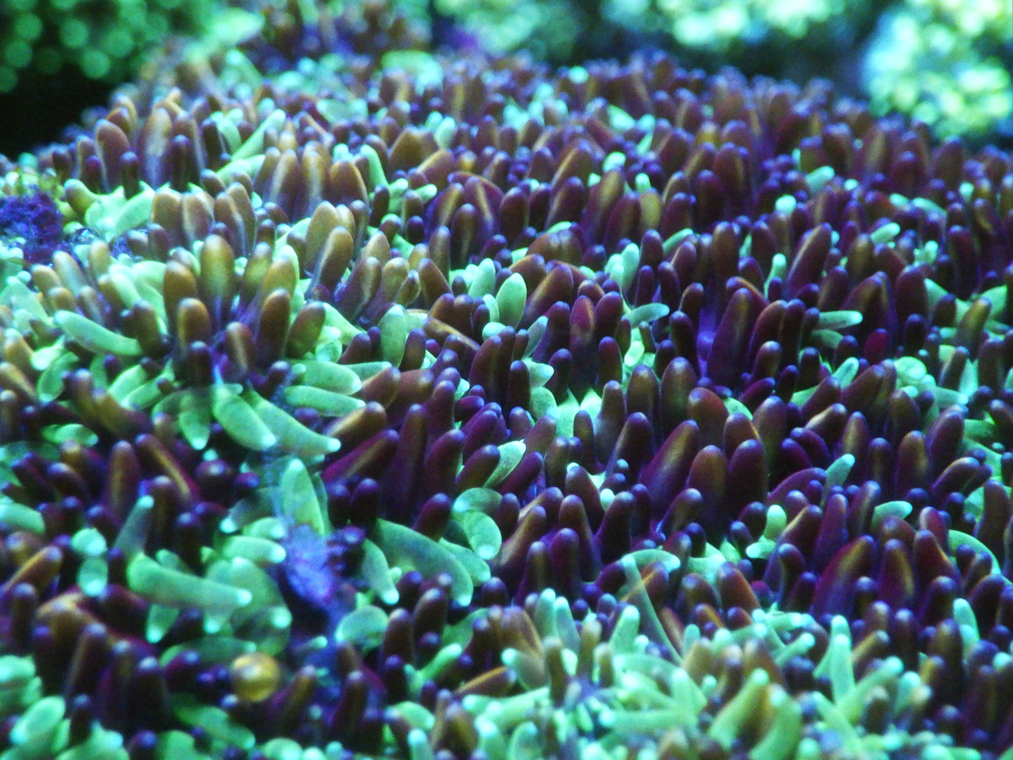 Galaxea sp - Rainbow