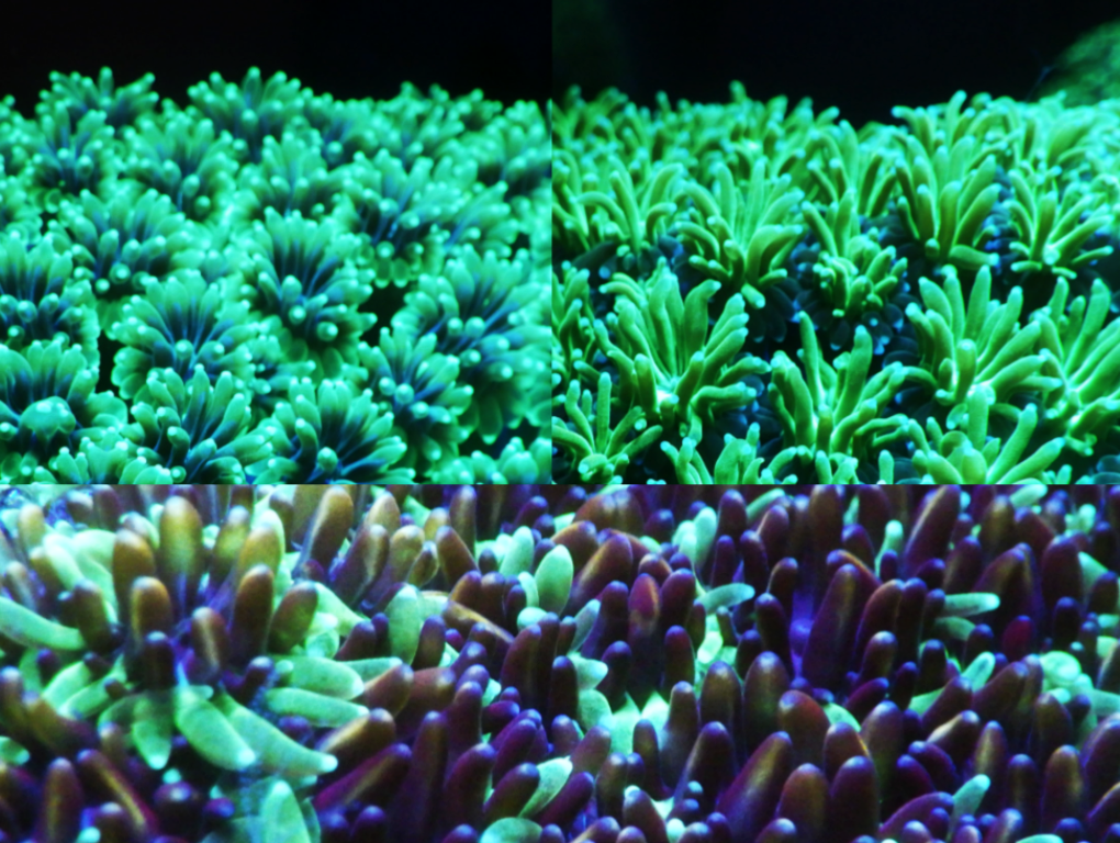 Galaxea sp - Trio Pack