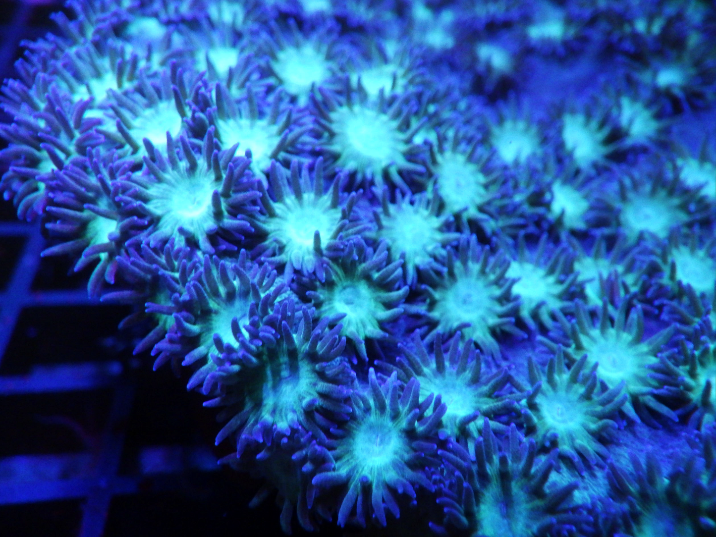 Turbinaria peltata - Two Tone