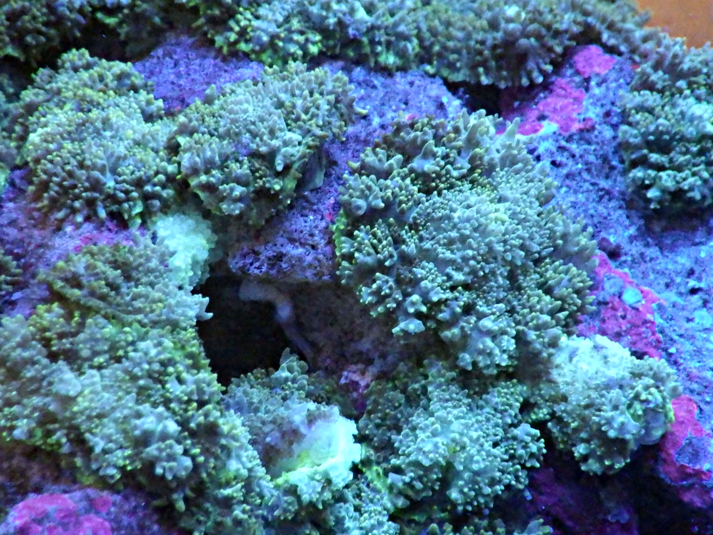 Rhodactis sp - Green