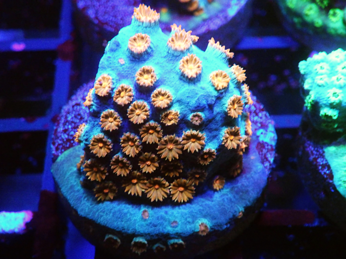 Cyphastrea sp - Meteor Shower