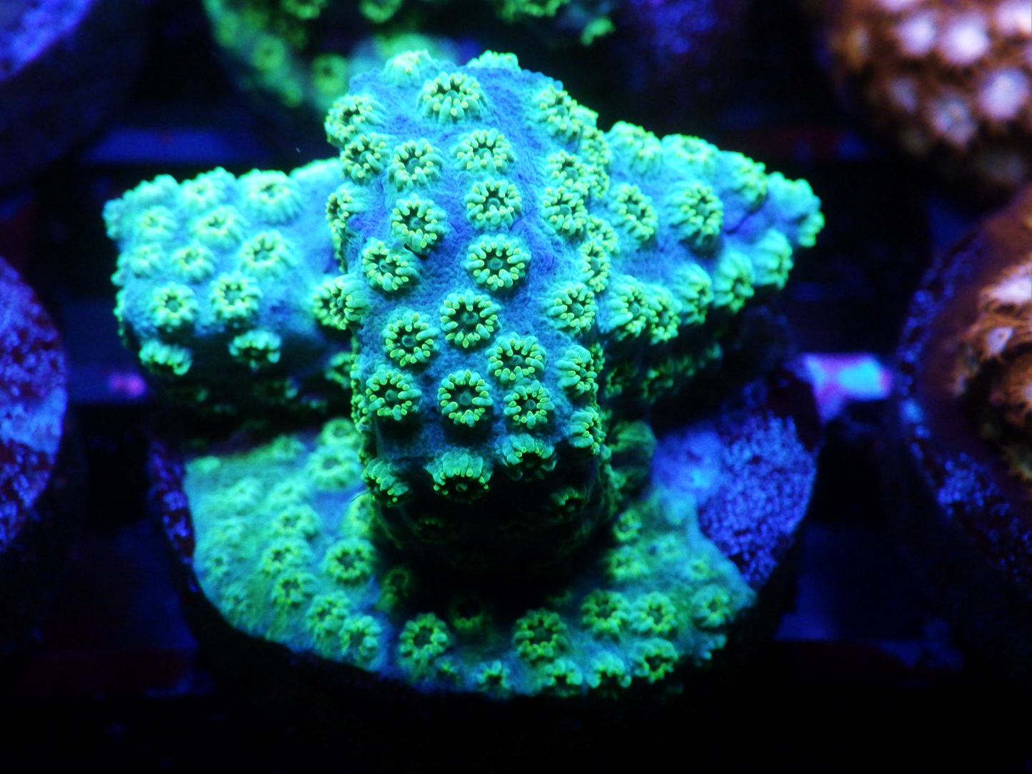 Cyphastrea sp - Sea Foam