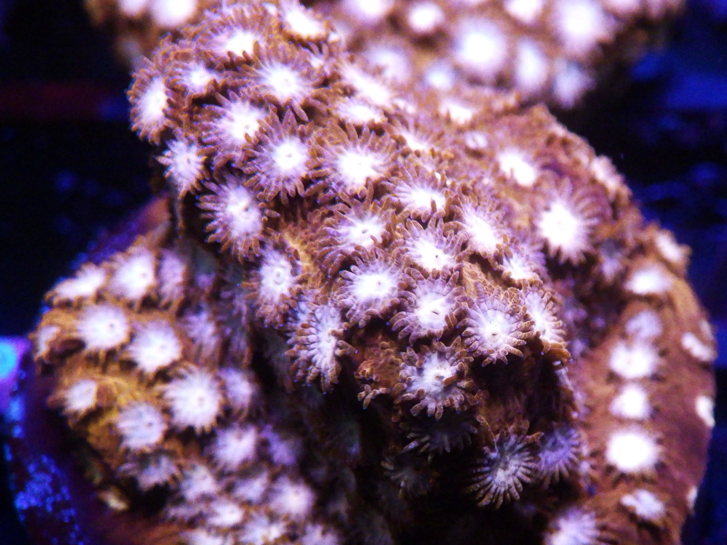 Cyphastrea sp - Candy Land