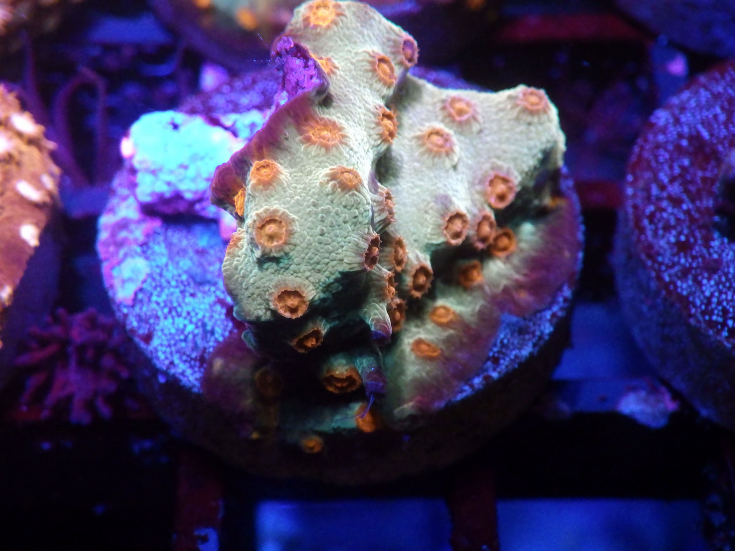 Cyphastrea sp - Sunrise