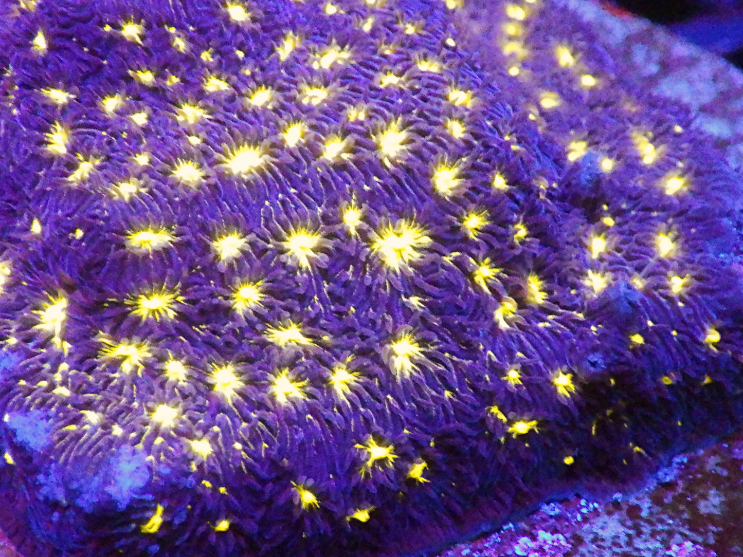 Psammocora sp - Martian