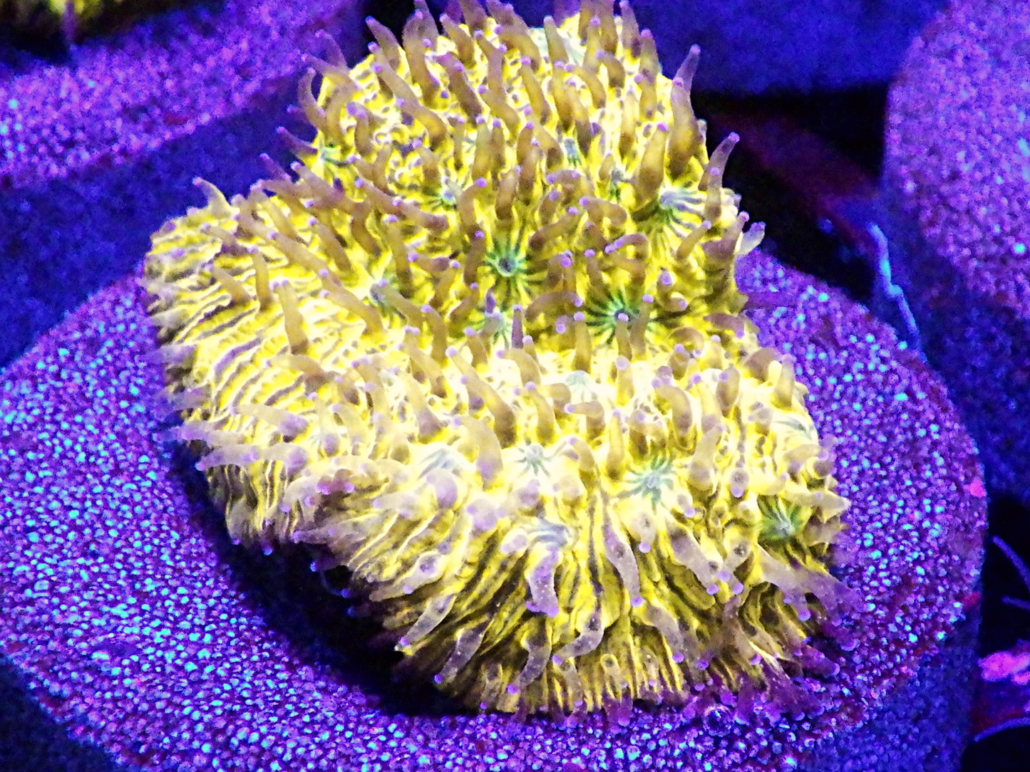 Leptoseris sp - 3CPO