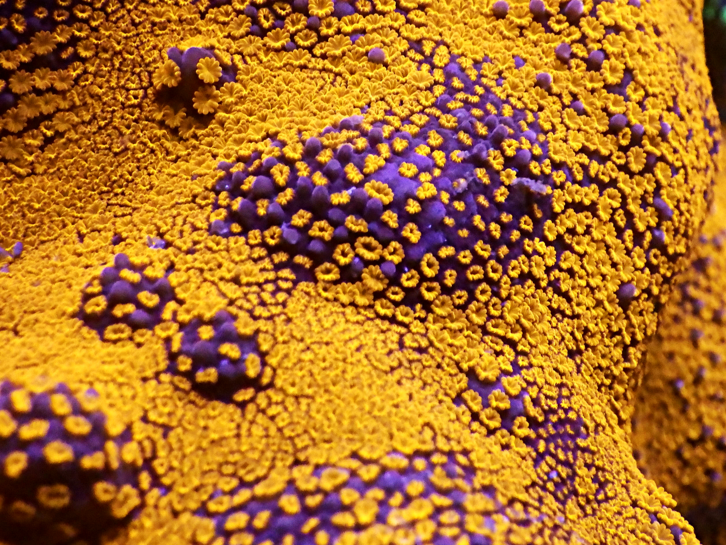 Montipora sp - Superman Ultra