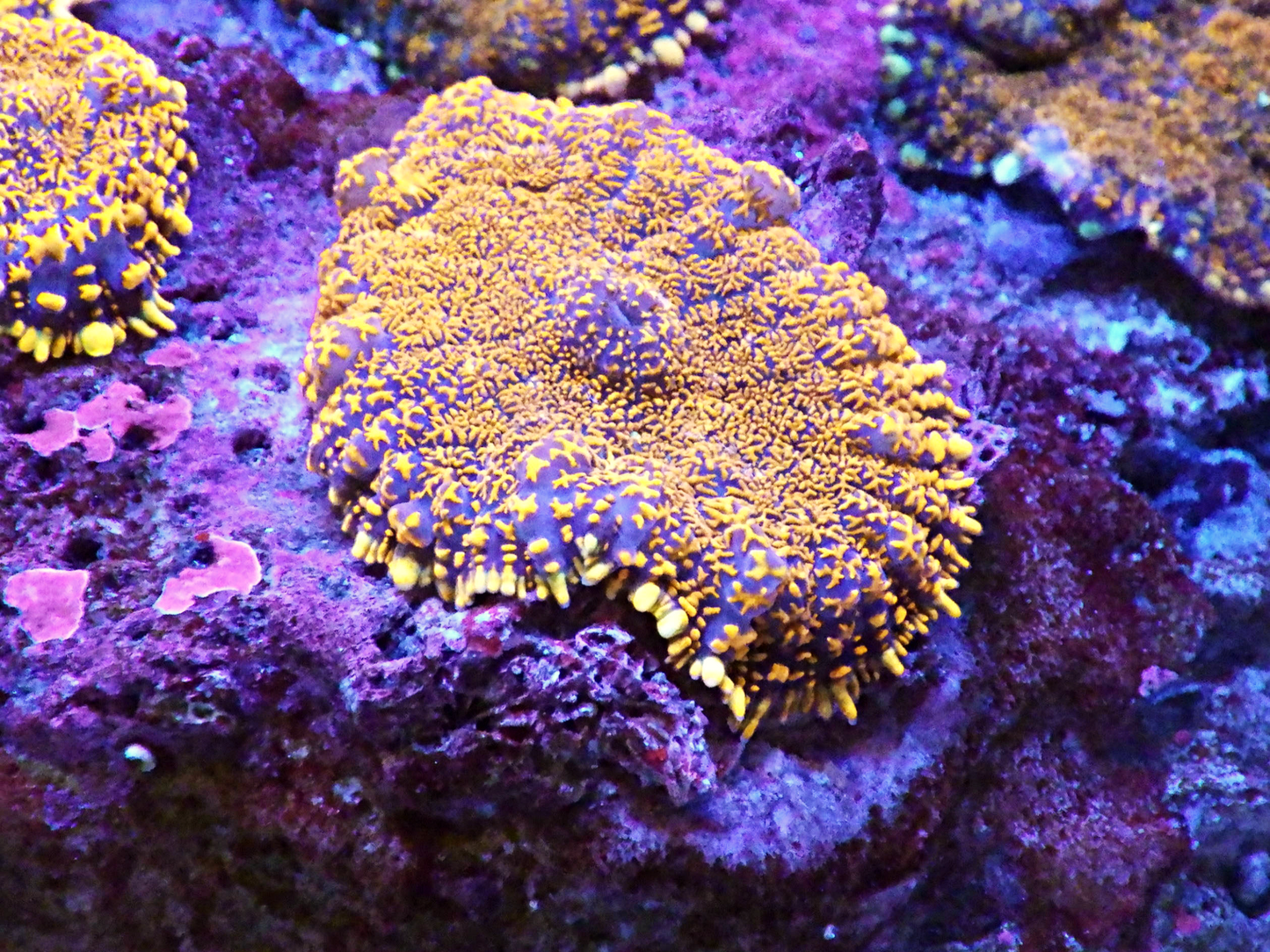 Rhodactis sp - Superman