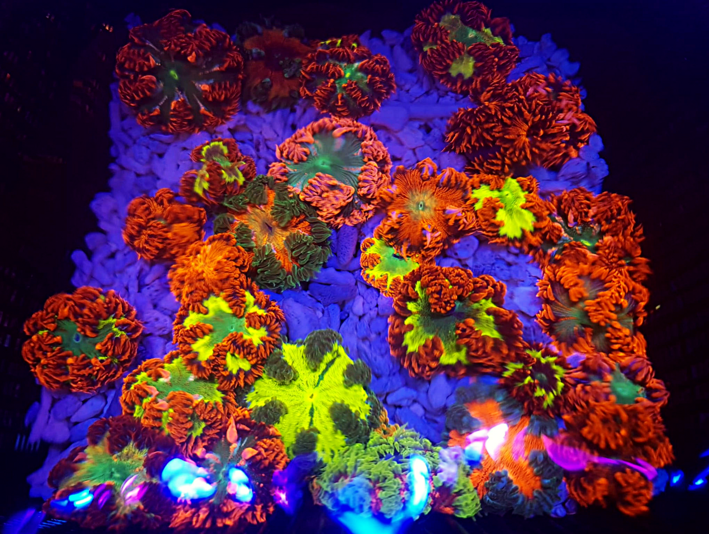 Epicystis crucifer - Florida Rock Anemone ULTRA