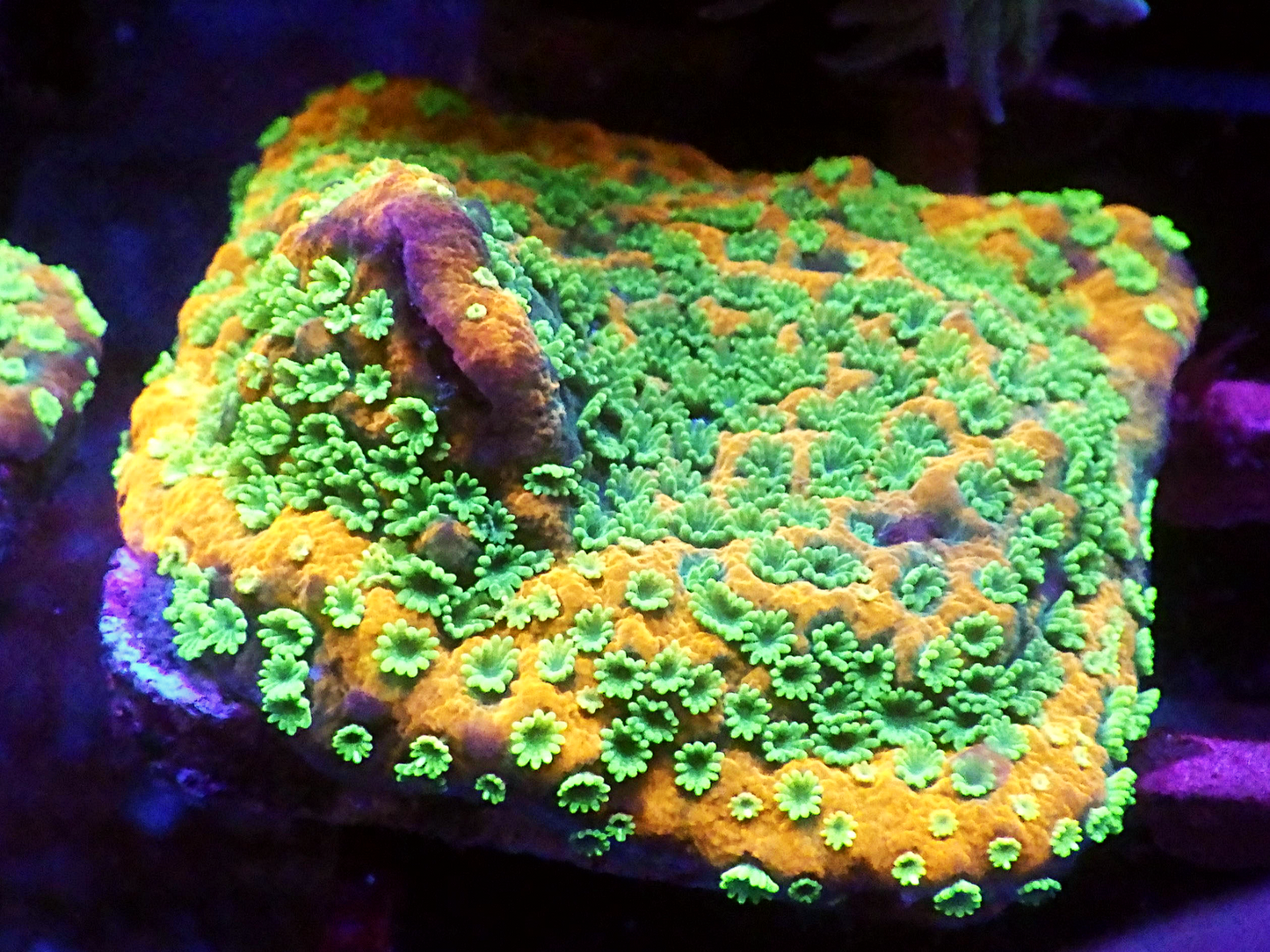 Montipora sp - Sunset