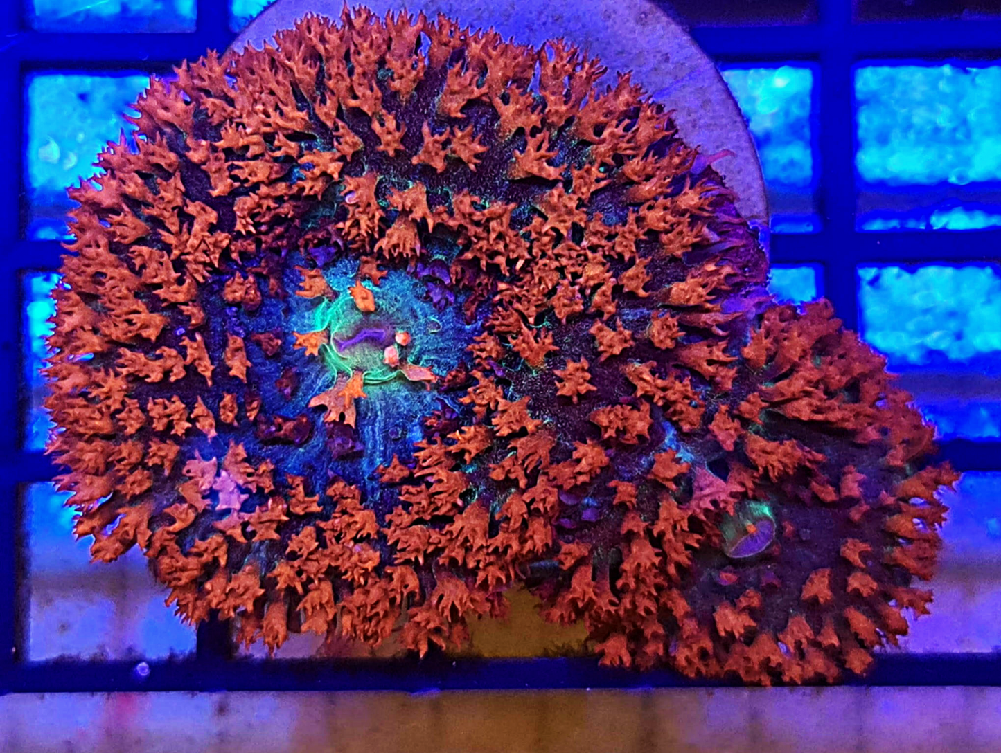 Rhodactis osculifera - Ultra Red