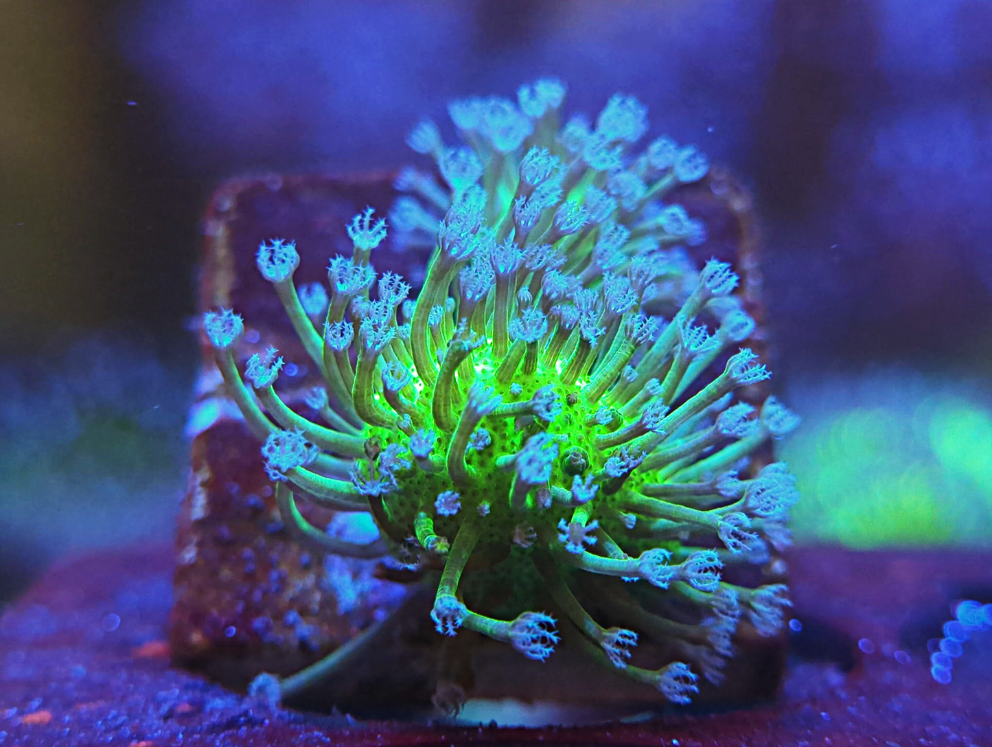 Sarcophyton galaucum - Green Body