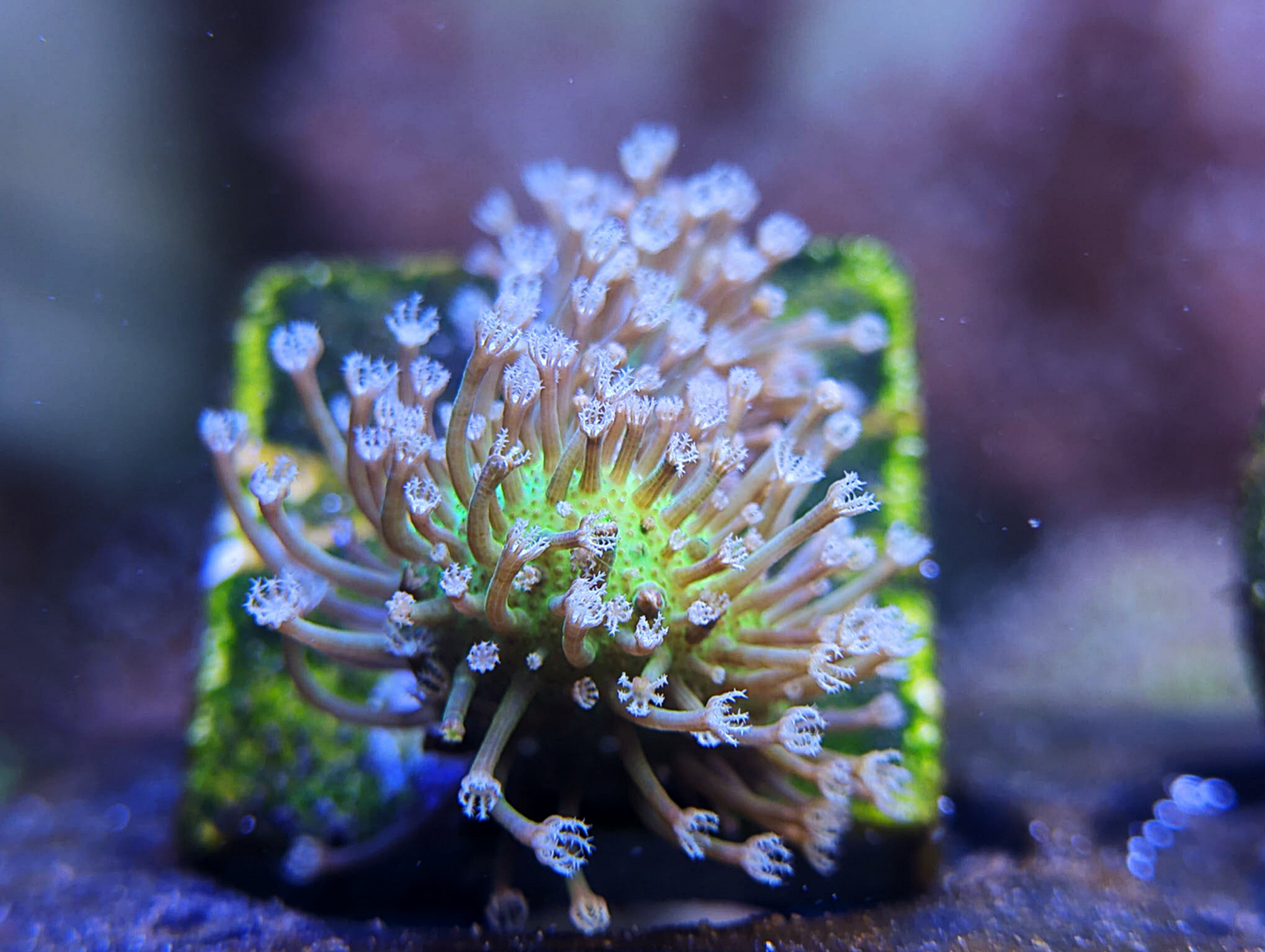 Sarcophyton galaucum - Green Body