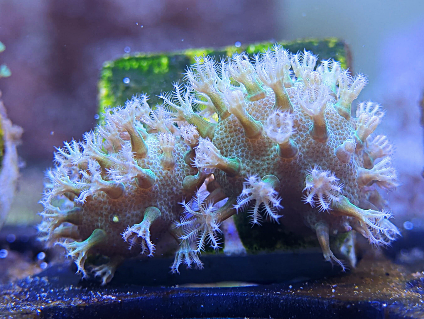 Lobophyton sp - Neon Green