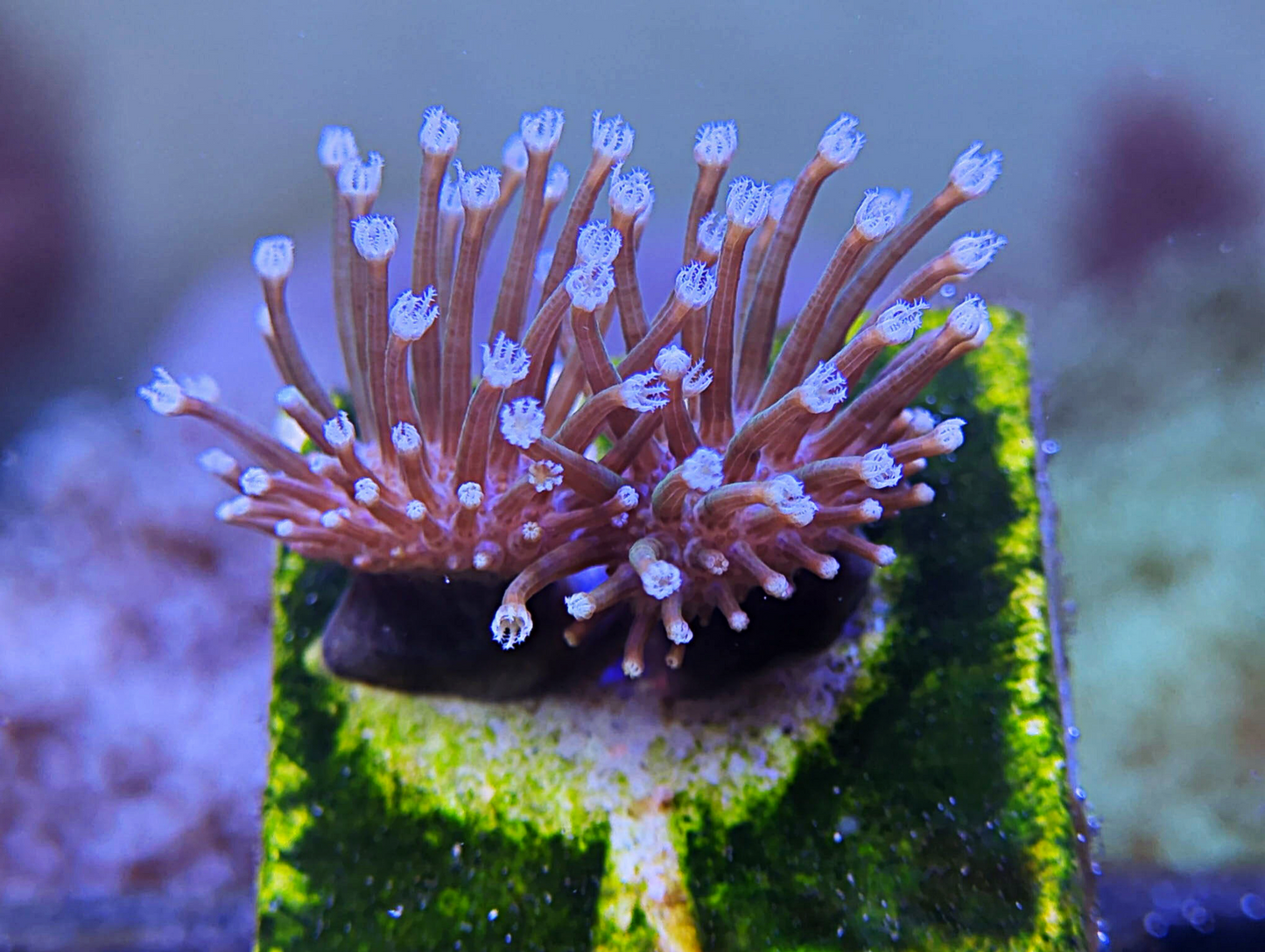 Sarcophyton galaucum - Blue