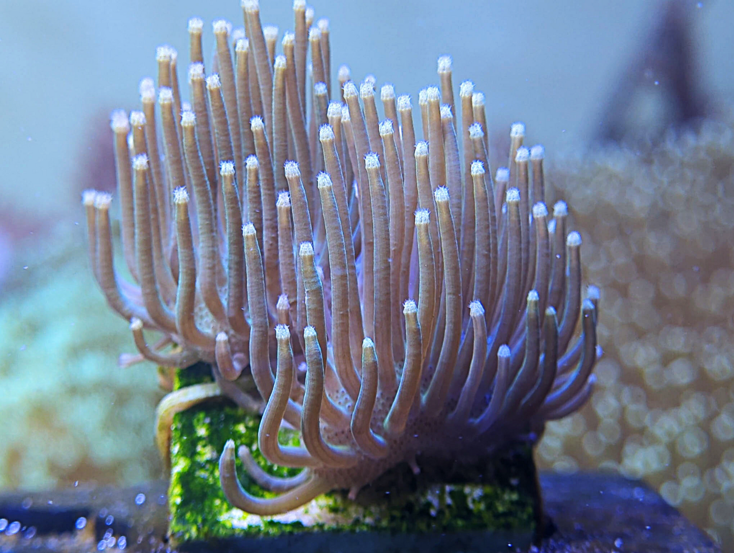 Sarcophyton sp - Green Thin Polyp