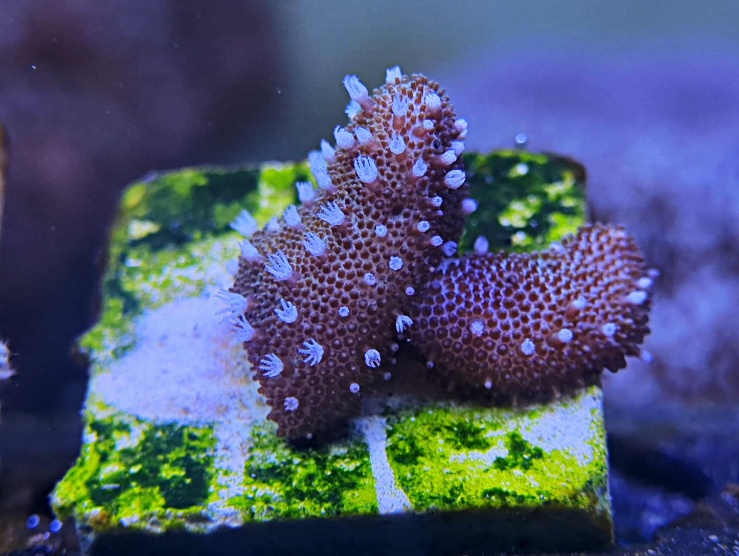 Sarcophyton sp - White Polyp