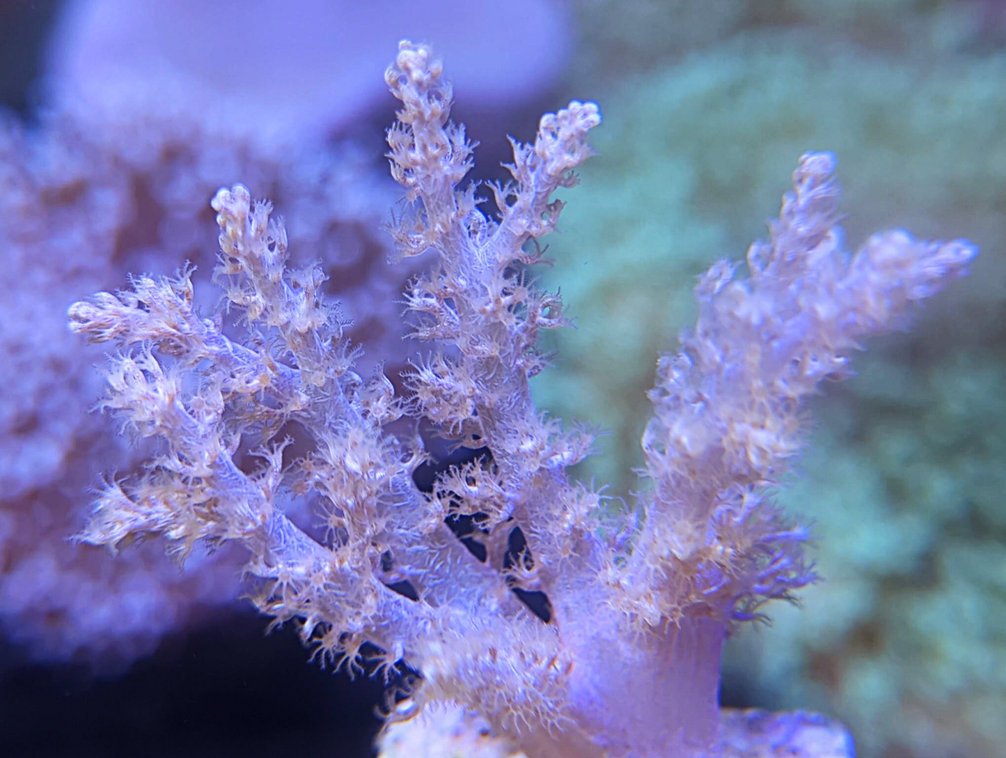 Lithophyton sp - Pink