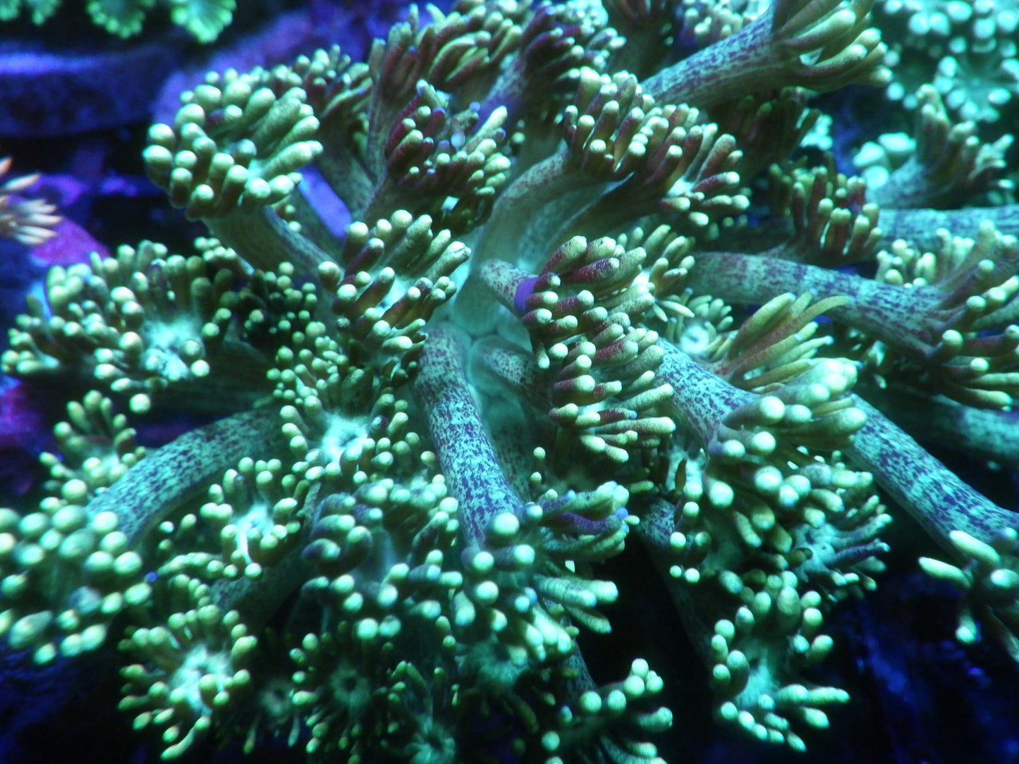 Goniopora sp - Green Premium