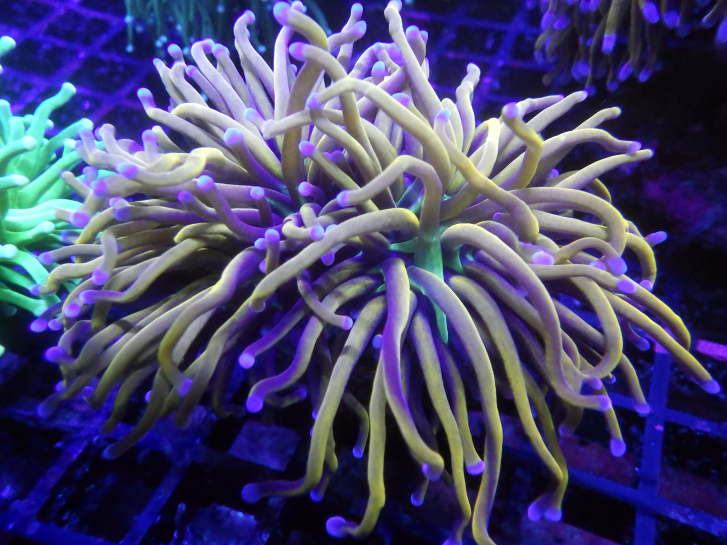 Euphyllia Glabrescens - NY Knicks