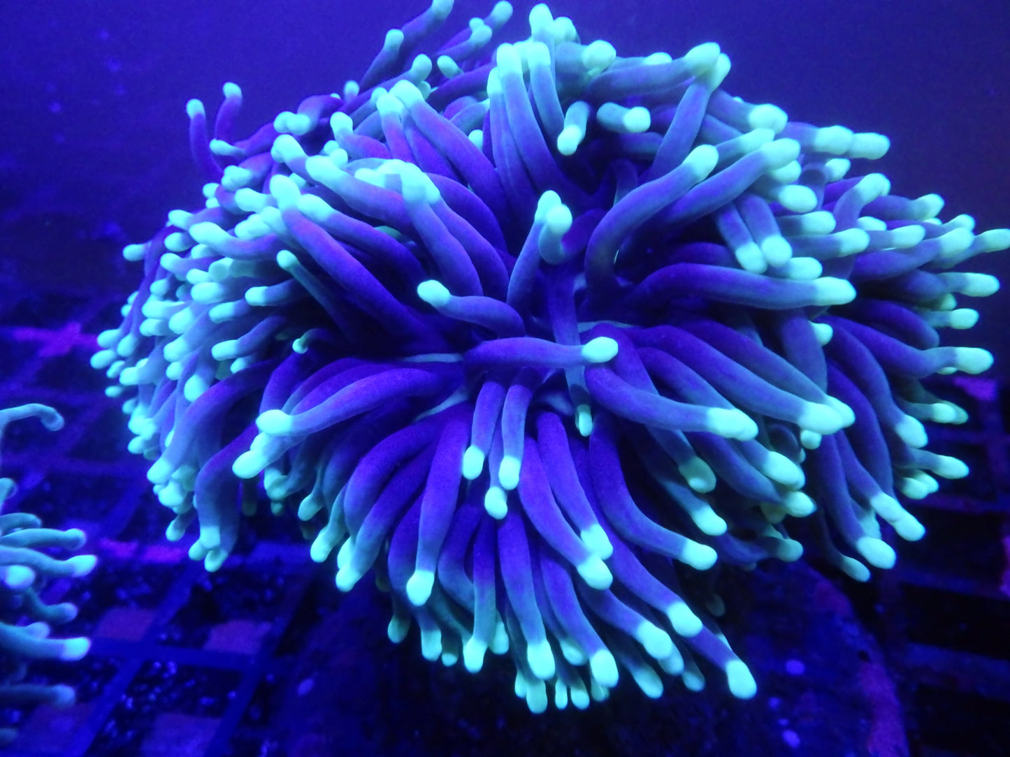 Euphyllia Cristata - Premium Green