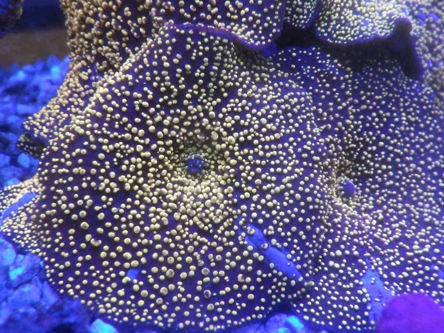 Discosoma sp - Interstellar Bounce