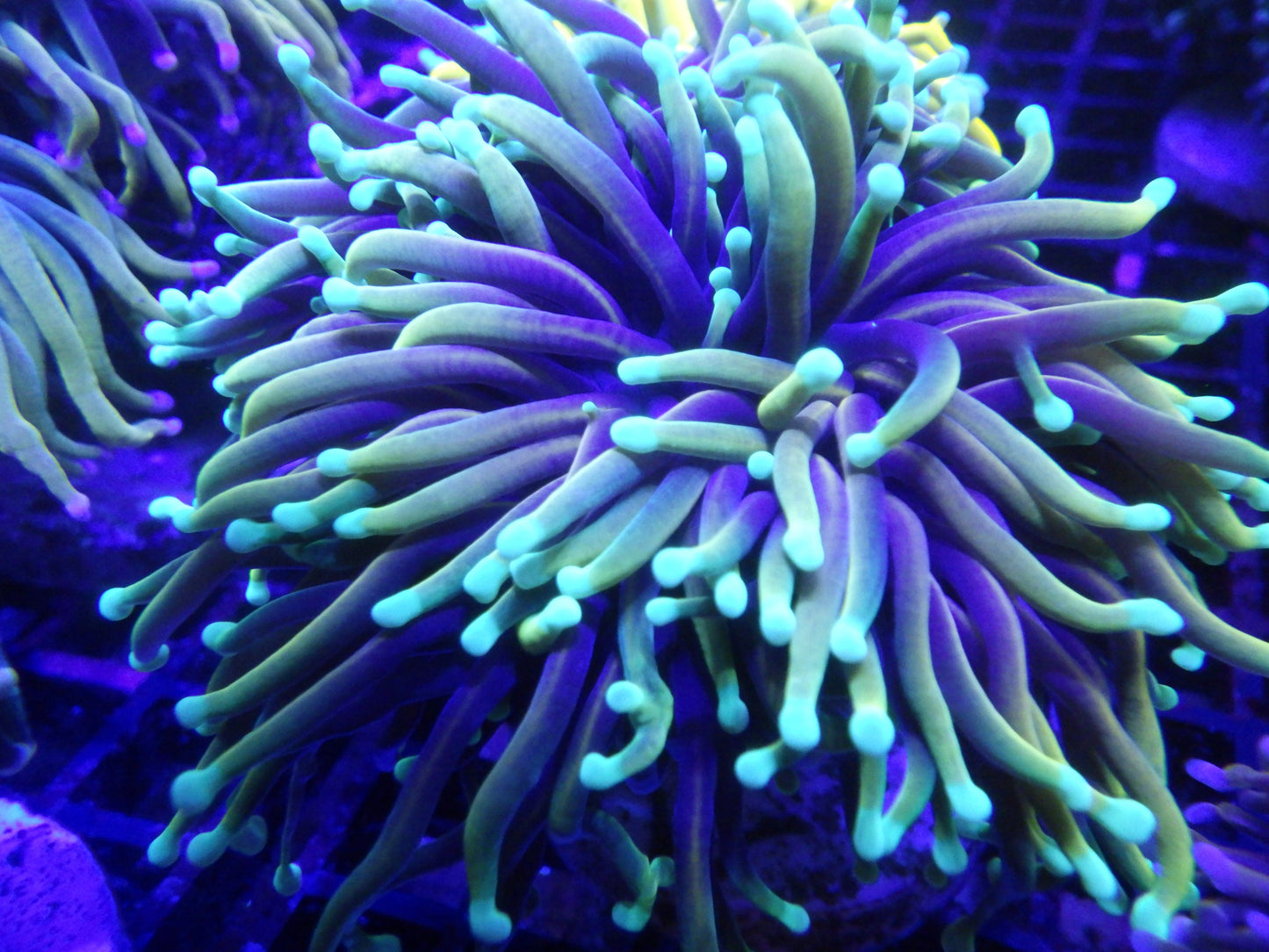 Euphyllia Glabrescens - Dragon Soul