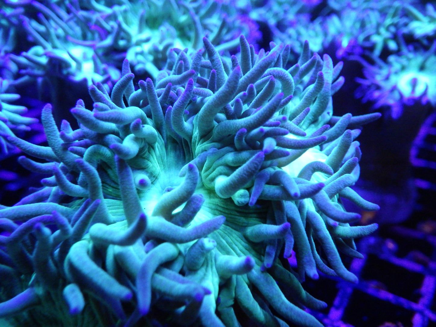 Duncanopsammia axifuga - Ultra Green