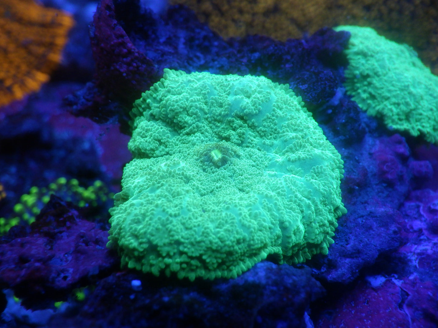 Rhodactis sp - Ultra Green