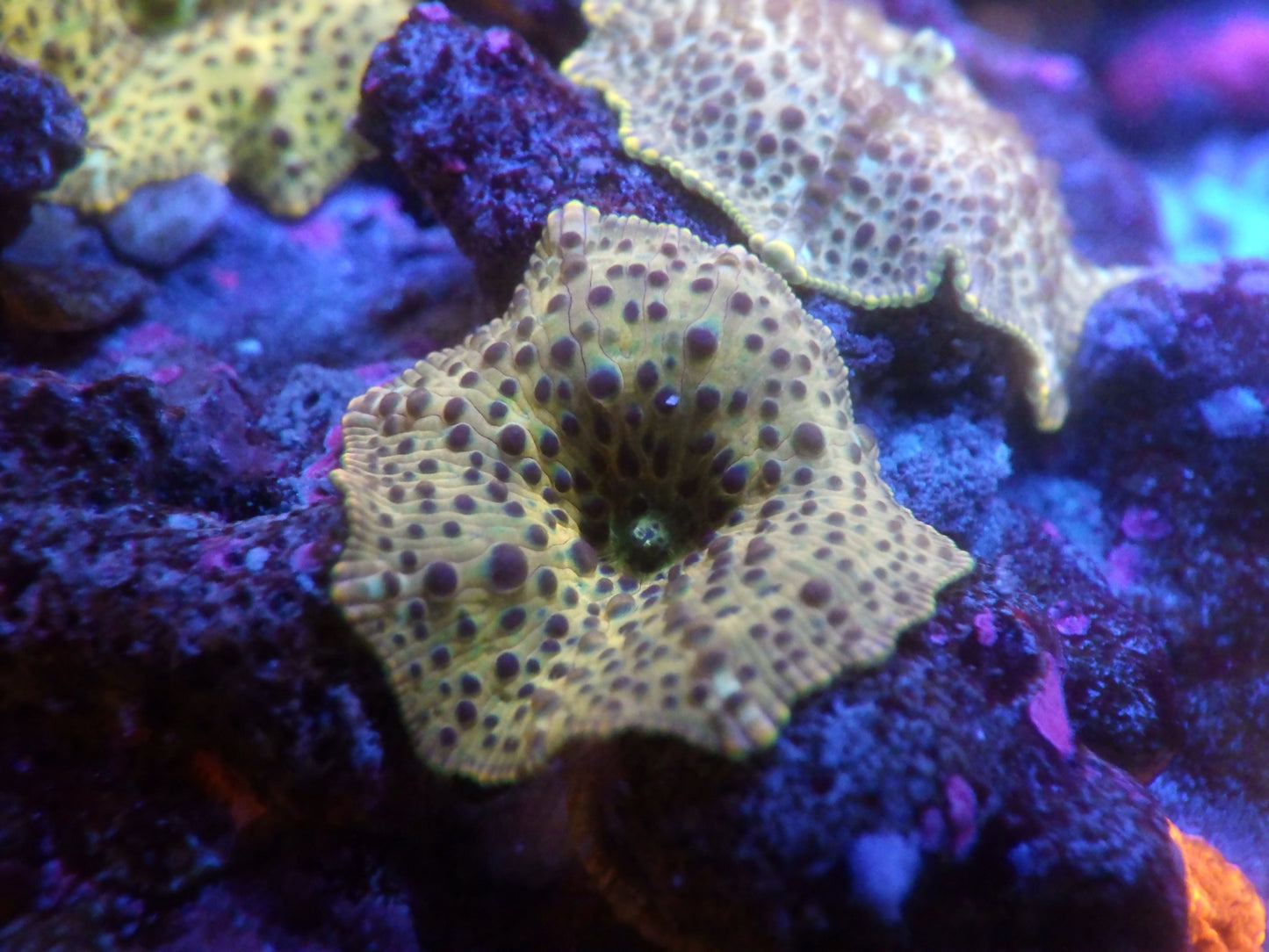 Discosoma sp - Leopard