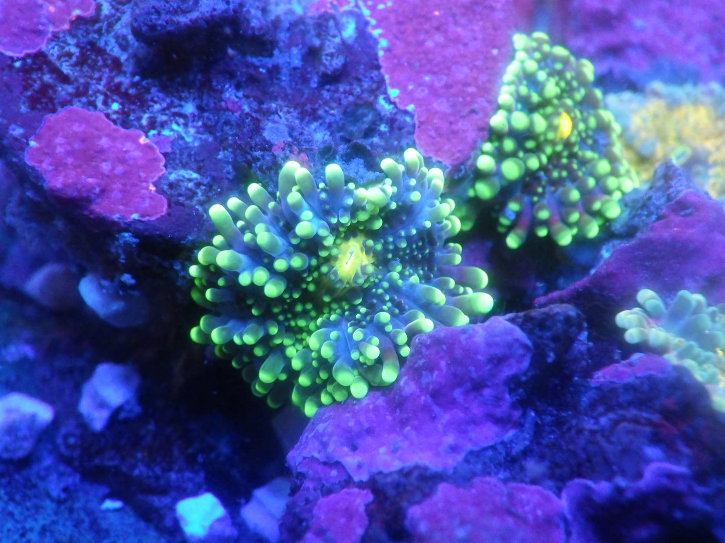 Ricordea sp - Mini Rainbow