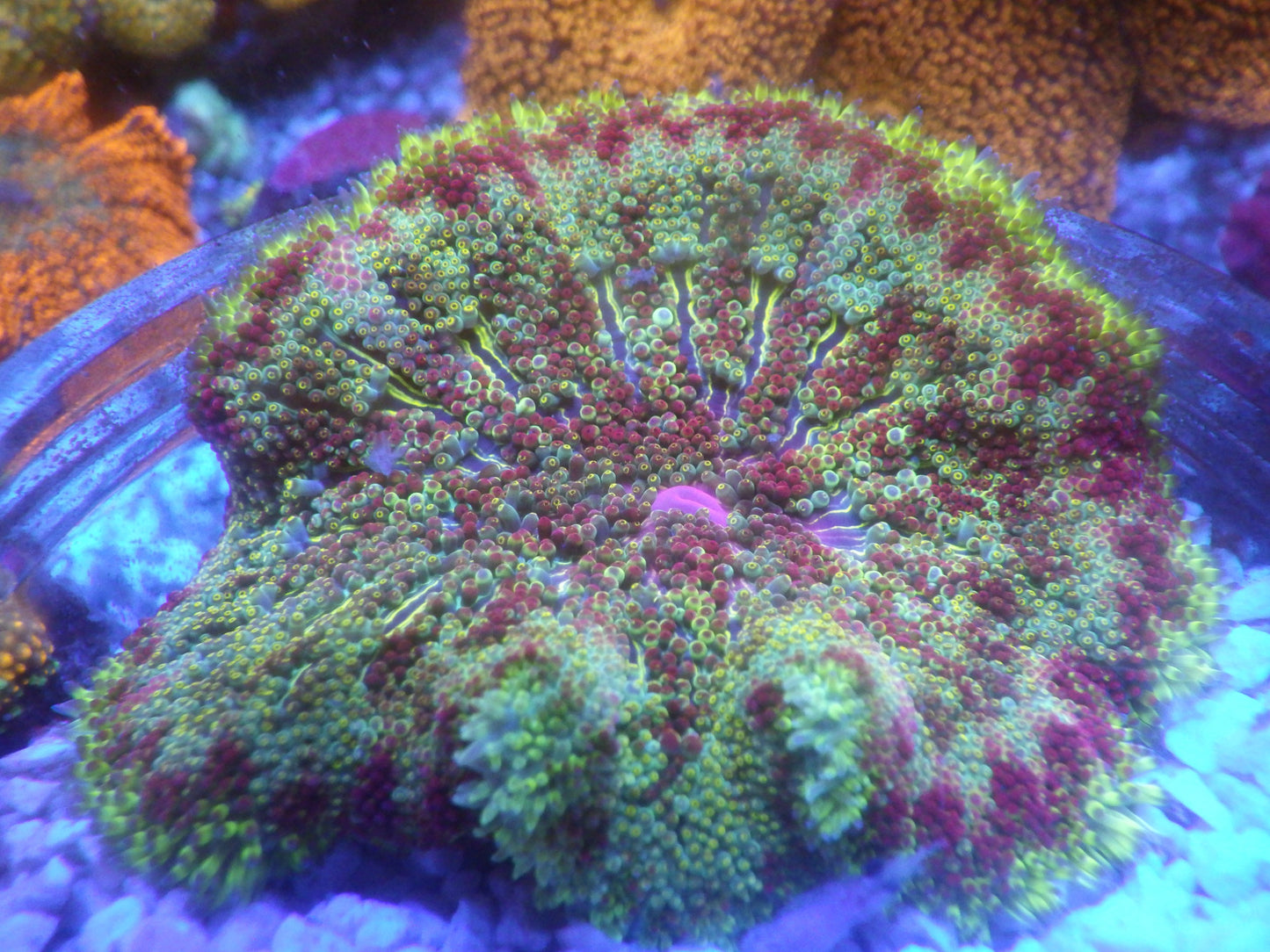 Stichodactyla tapetum - Rainbow
