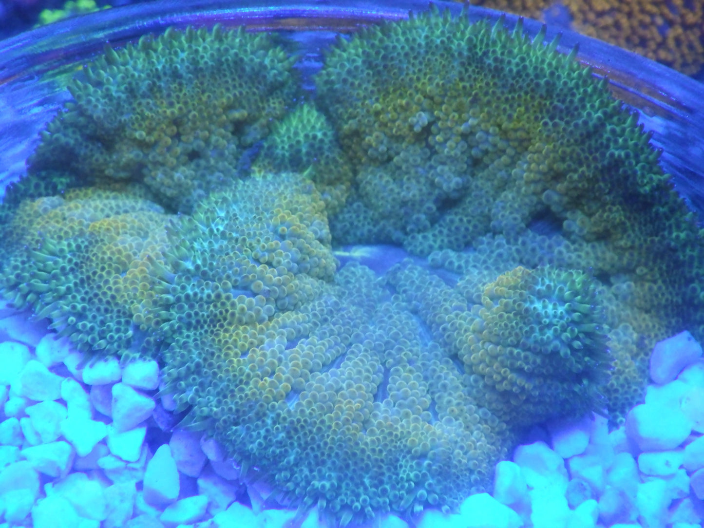 Stichodactyla tapetum - Yellow Green