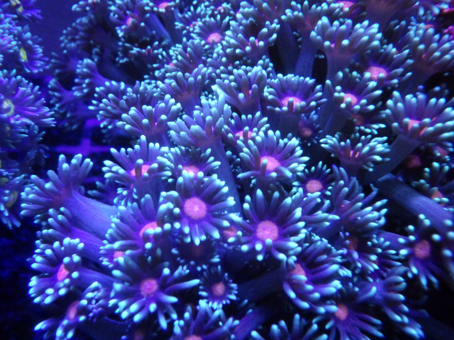 Goniopora sp - Red Mouth