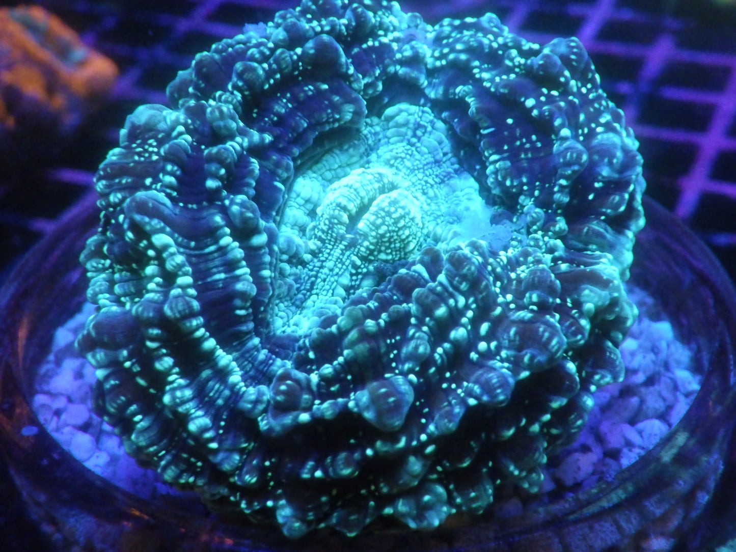 Acanthophyllia deshayesiana - Premium