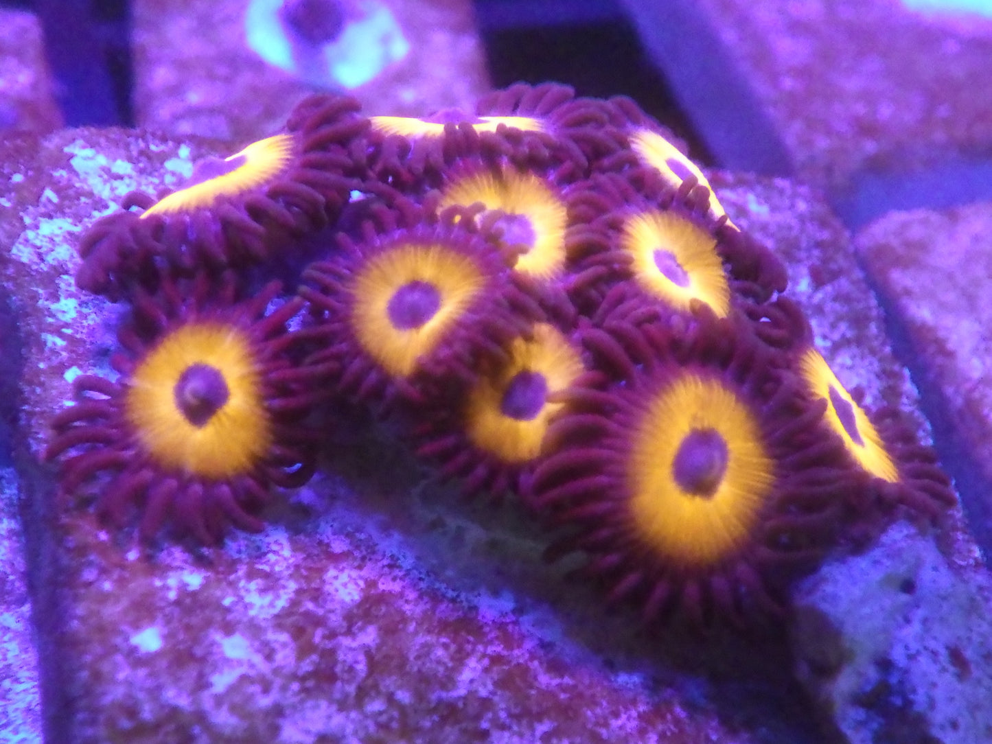 Zoanthus sp - Johnny Pumpkin