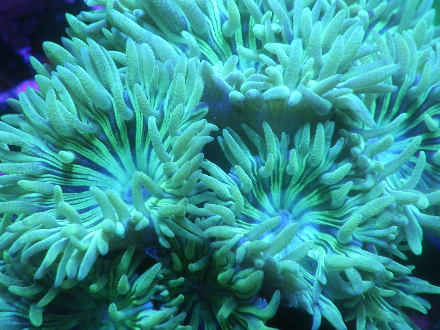 Duncanopsammia axifuga - Zebra