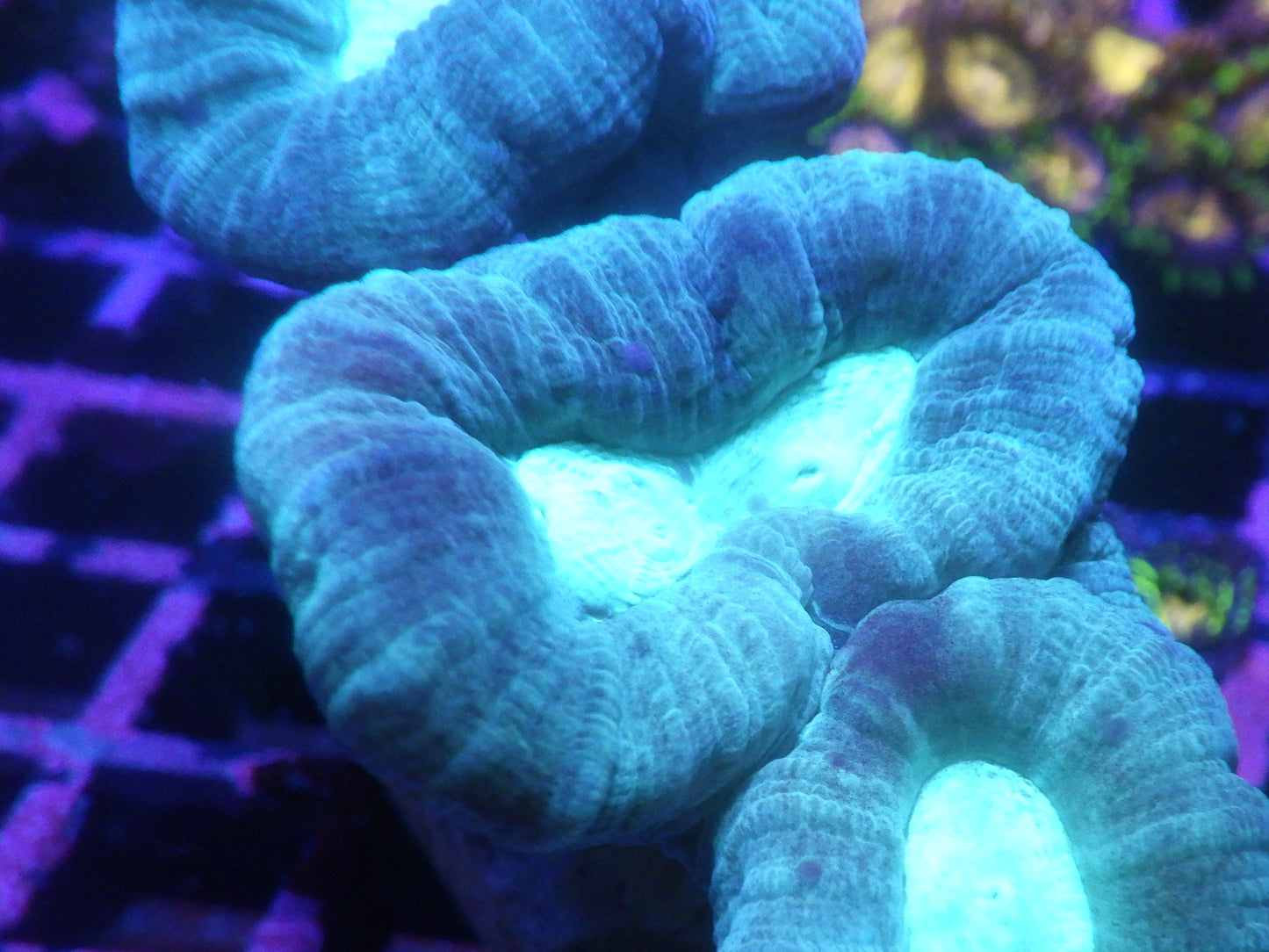 Caulastrea sp - Blue