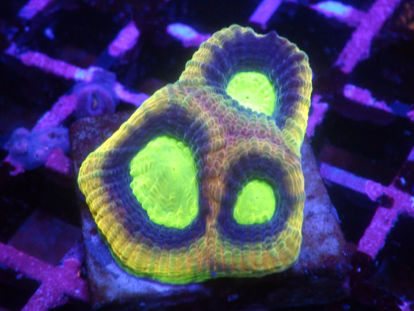 Favia sp - Dragon Soul