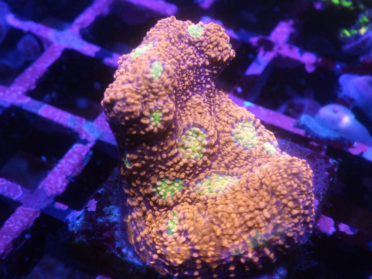 Echinophyllia sp - Pink Boobies